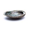 Grønn Abalone smudgeskjell. Haliotis Fulgens - store - ±12-16 cm	.