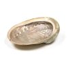 Abalone skjell - Haliotis - stor - ±12–16 cm.