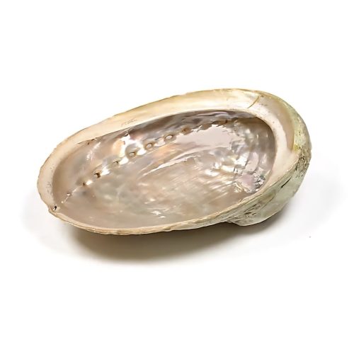 Abalone skjell - Haliotis - stor - ±12–16 cm.